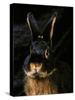 Black and Tan Domestic Rabbit-Adriano Bacchella-Stretched Canvas