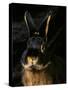 Black and Tan Domestic Rabbit-Adriano Bacchella-Stretched Canvas