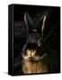 Black and Tan Domestic Rabbit-Adriano Bacchella-Framed Stretched Canvas