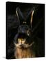 Black and Tan Domestic Rabbit-Adriano Bacchella-Stretched Canvas