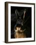 Black and Tan Domestic Rabbit-Adriano Bacchella-Framed Photographic Print