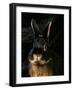 Black and Tan Domestic Rabbit-Adriano Bacchella-Framed Photographic Print