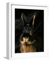 Black and Tan Domestic Rabbit-Adriano Bacchella-Framed Photographic Print