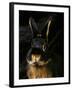 Black and Tan Domestic Rabbit-Adriano Bacchella-Framed Photographic Print