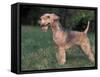 Black and Tan Lakeland Terrier Standing in Show Stack / Pose-Adriano Bacchella-Framed Stretched Canvas
