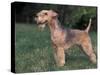 Black and Tan Lakeland Terrier Standing in Show Stack / Pose-Adriano Bacchella-Stretched Canvas