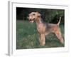 Black and Tan Lakeland Terrier Standing in Show Stack / Pose-Adriano Bacchella-Framed Photographic Print