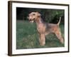 Black and Tan Lakeland Terrier Standing in Show Stack / Pose-Adriano Bacchella-Framed Photographic Print