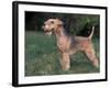 Black and Tan Lakeland Terrier Standing in Show Stack / Pose-Adriano Bacchella-Framed Photographic Print