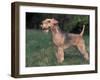 Black and Tan Lakeland Terrier Standing in Show Stack / Pose-Adriano Bacchella-Framed Photographic Print