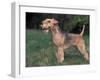 Black and Tan Lakeland Terrier Standing in Show Stack / Pose-Adriano Bacchella-Framed Photographic Print