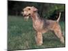 Black and Tan Lakeland Terrier Standing in Show Stack / Pose-Adriano Bacchella-Mounted Photographic Print