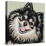 Black and Tan Pomeranian-Carolee Vitaletti-Stretched Canvas