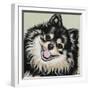 Black and Tan Pomeranian-Carolee Vitaletti-Framed Art Print