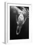 Black and Whale-Barathieu Gabriel-Framed Photographic Print