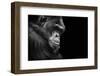 Black and White Animal Portrait of a Chimpanzee with a Contemplative Stare-David Carillet-Framed Photographic Print