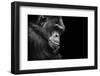 Black and White Animal Portrait of a Chimpanzee with a Contemplative Stare-David Carillet-Framed Photographic Print