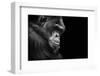 Black and White Animal Portrait of a Chimpanzee with a Contemplative Stare-David Carillet-Framed Photographic Print