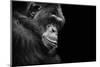 Black and White Animal Portrait of a Chimpanzee with a Contemplative Stare-David Carillet-Mounted Photographic Print