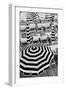 Black and White Beach Umbrellas-Grace Digital Art Co-Framed Photographic Print