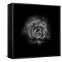 Black And White Begonia II-Brian Carson-Framed Stretched Canvas