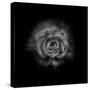 Black And White Begonia II-Brian Carson-Stretched Canvas