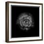 Black And White Begonia II-Brian Carson-Framed Photo