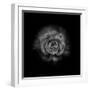 Black And White Begonia II-Brian Carson-Framed Photo