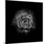 Black And White Begonia II-Brian Carson-Mounted Photo