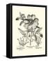 Black and White Besler Peony I-Besler Basilius-Framed Stretched Canvas