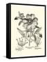 Black and White Besler Peony I-Besler Basilius-Framed Stretched Canvas