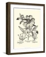 Black and White Besler Peony I-Besler Basilius-Framed Art Print