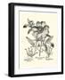 Black and White Besler Peony I-Besler Basilius-Framed Art Print