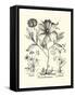 Black and White Besler Peony II-Besler Basilius-Framed Stretched Canvas