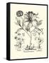 Black and White Besler Peony II-Besler Basilius-Framed Stretched Canvas