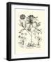 Black and White Besler Peony II-Besler Basilius-Framed Art Print