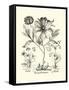 Black and White Besler Peony II-Besler Basilius-Framed Stretched Canvas