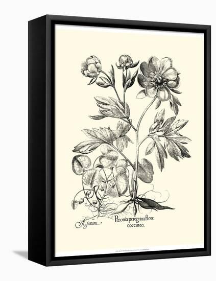 Black and White Besler Peony III-Besler Basilius-Framed Stretched Canvas