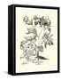 Black and White Besler Peony III-Besler Basilius-Framed Stretched Canvas