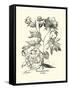 Black and White Besler Peony III-Besler Basilius-Framed Stretched Canvas