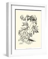 Black and White Besler Peony III-Besler Basilius-Framed Art Print