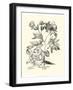 Black and White Besler Peony III-Besler Basilius-Framed Art Print