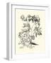 Black and White Besler Peony III-Besler Basilius-Framed Art Print