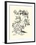 Black and White Besler Peony III-Besler Basilius-Framed Art Print