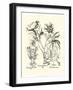 Black and White Besler Peony IV-Besler Basilius-Framed Art Print