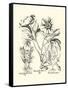 Black and White Besler Peony IV-Besler Basilius-Framed Stretched Canvas