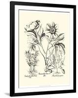 Black and White Besler Peony IV-Besler Basilius-Framed Art Print