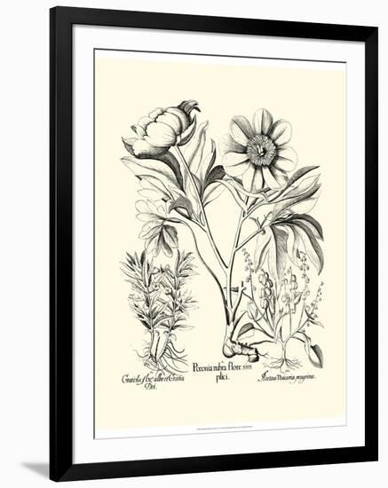 Black and White Besler Peony IV-Besler Basilius-Framed Art Print