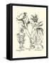 Black and White Besler Peony IV-Besler Basilius-Framed Stretched Canvas