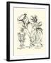 Black and White Besler Peony IV-Besler Basilius-Framed Art Print